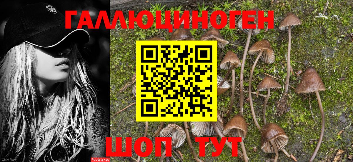 Псилоцибиновые грибы Psilocybe  Вход с VPN  Мурино  даркнет сайт  Галлюциногенные грибы ЛСД 